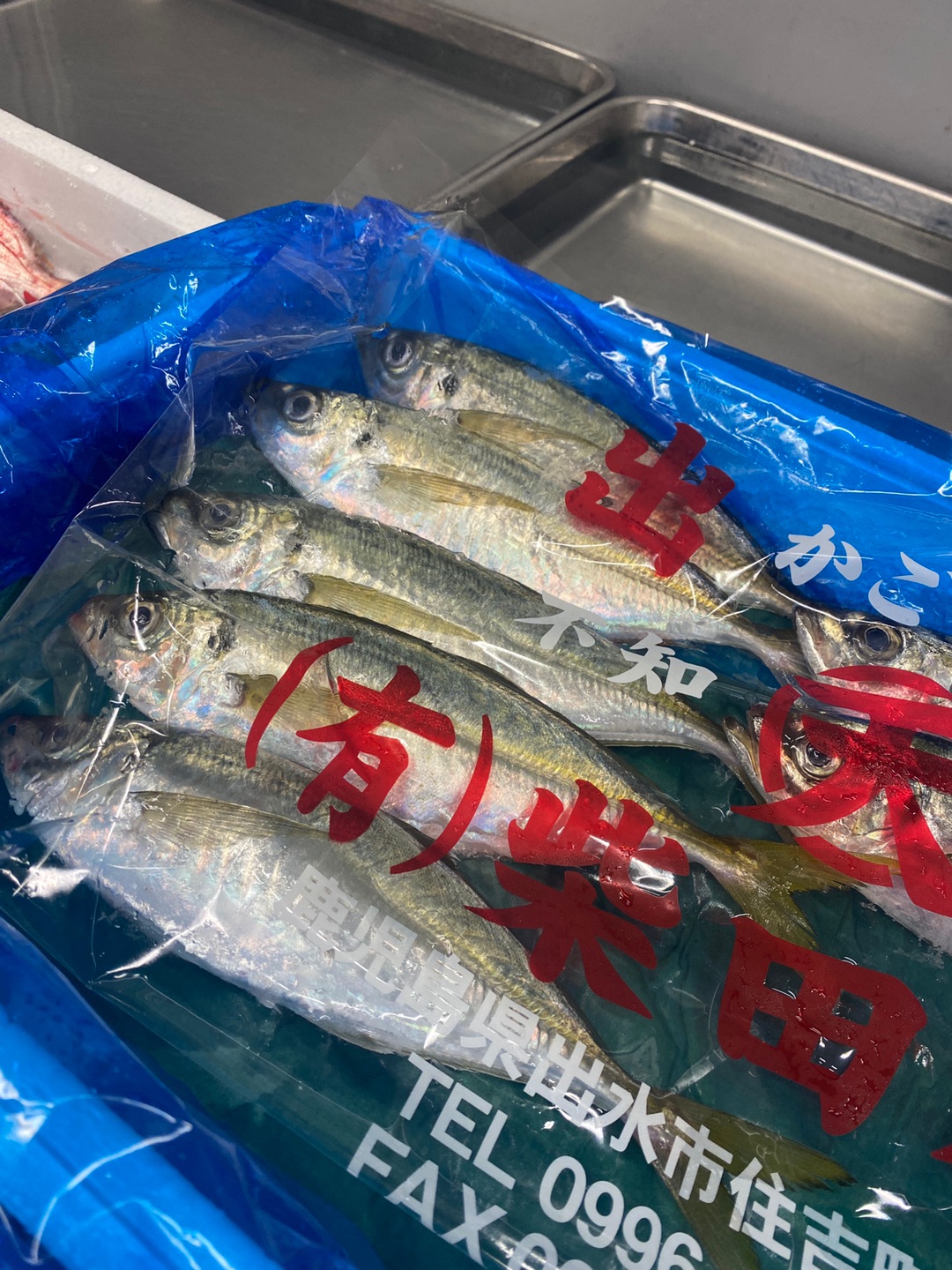 【鯵】 三保沖の「ギガアジ」狙ったコマセ釣りで42cm頭に大型アジを好捕【静岡